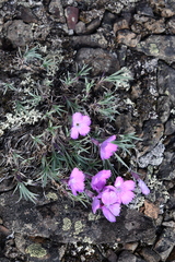 Dianthus repens