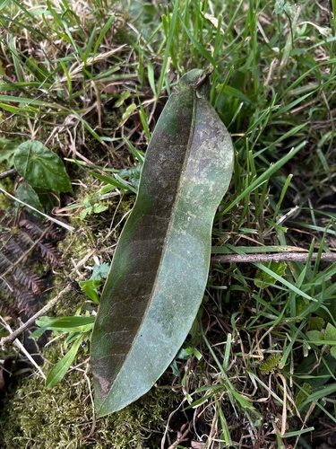 Panopsis suaveolens, photograph 4