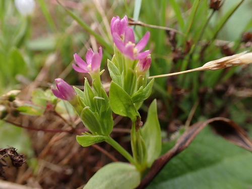 Image of Zeltnera muehlenbergii by (c) Chris Fluit, some rights reserved (CC BY)