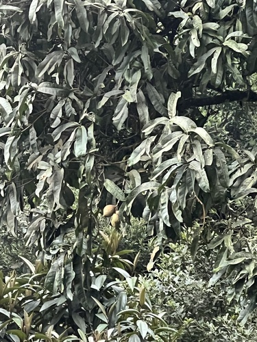 Panopsis suaveolens, photograph 3