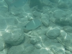Diplodus bermudensis