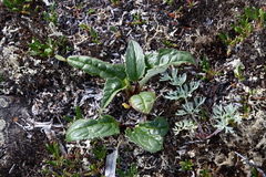 Endocellion sibiricum