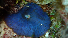 Discosoma nummiforme