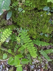 Adiantum edgeworthii