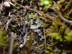 Riccia beyrichiana