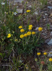 Erigeron mancus