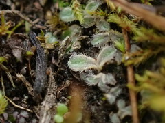Riccia beyrichiana