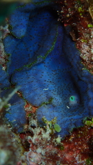 Discosoma nummiforme