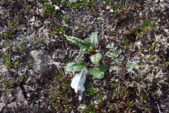Endocellion sibiricum