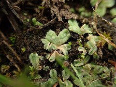 Riccia beyrichiana