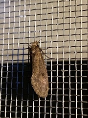 Acrolophus propinqua