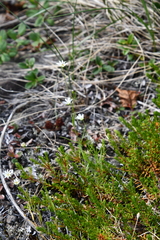 Stellaria peduncularis