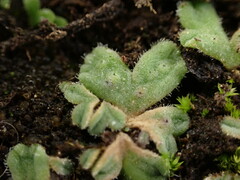 Riccia beyrichiana