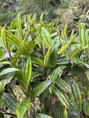 Meriania speciosa