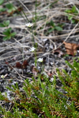 Stellaria peduncularis