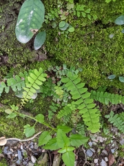 Adiantum edgeworthii