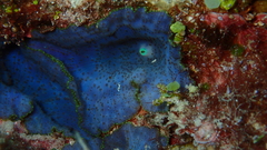 Discosoma nummiforme