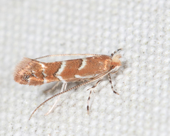 Cameraria caryaefoliella
