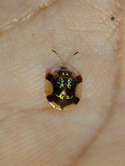 Deloyala insubida