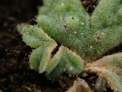 Riccia beyrichiana