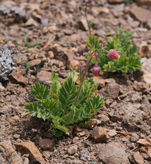 Geum triflorum ciliatum