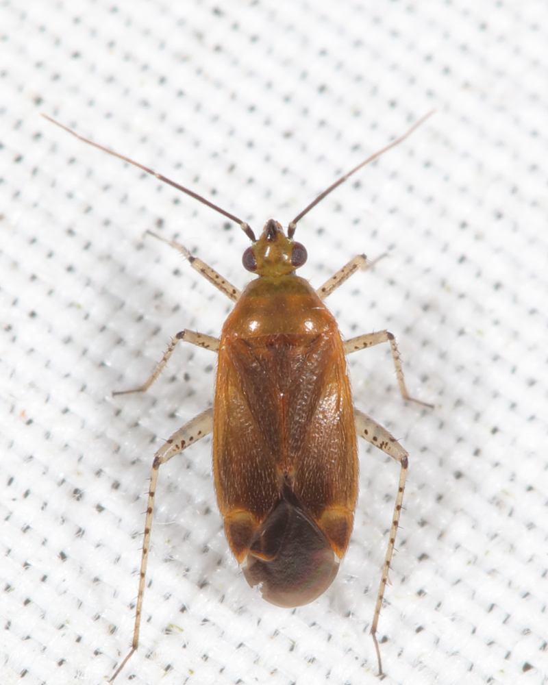 Plagiognathus rosicola