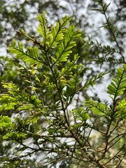 Prumnopitys montana