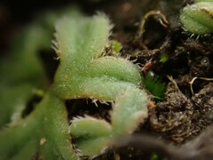 Riccia beyrichiana