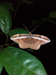 Hemeroblemma opigena