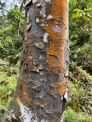 Prumnopitys montana