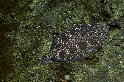 Deepsea sole (Embassichthys bathybius) — Pleuronectidae — 3