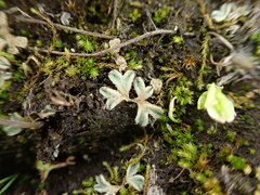 Riccia beyrichiana