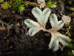Riccia beyrichiana