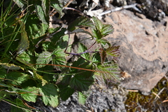 Rubus sachalinensis
