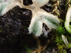 Riccia beyrichiana