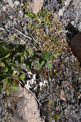 Rubus sachalinensis