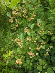 Physocarpus intermedius