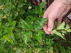 Physocarpus intermedius