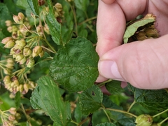 Physocarpus intermedius