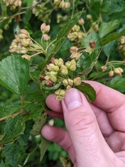 Physocarpus intermedius