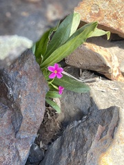 Primula parryi