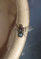 Acrostictella parallela