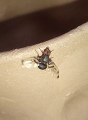 Acrostictella parallela