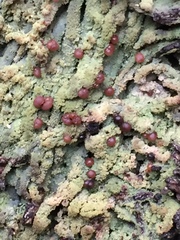 Micarea prasina
