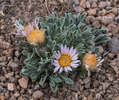 Townsendia scapigera