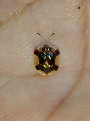 Deloyala insubida