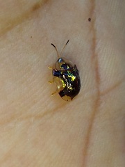 Deloyala insubida
