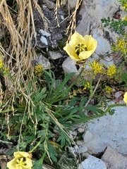 Papaver lapponicum