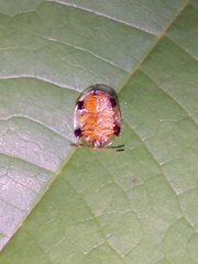 Deloyala insubida