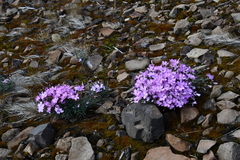 Dianthus repens